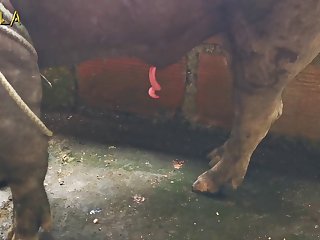 Anka Animal Crossing Video boar Banka