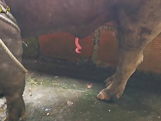 Anka Animal Crossing Video boar Banka