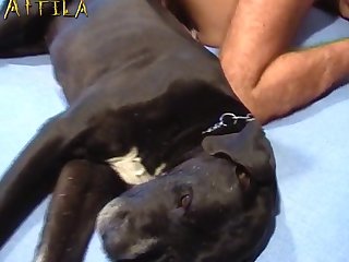 Dog Porn Reels