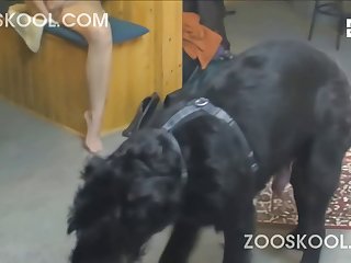 Petite Girl Dog Porn