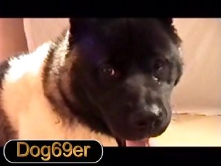 Ass Dog Porn