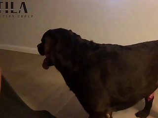 Guy Fucks Little Dog Porn