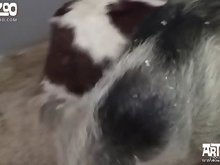 Shadowheart Dog Porn