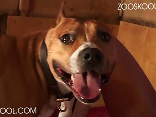Tigger Rosey Dog Porn