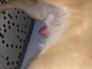 Animal Sex 1080p