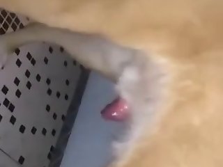 Animal Sex 1080p
