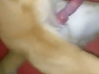 Animal Sex 1080p