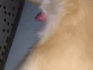 Animal Sex 1080p