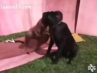 Pornô Animal