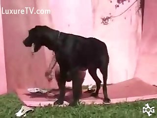 Pornô Animal