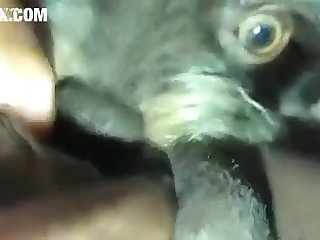 Sex Lỗ Hậu
