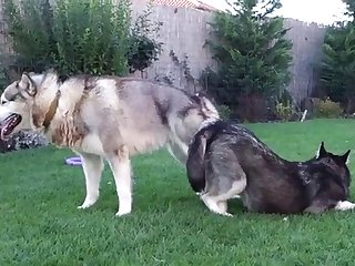 Cow Pussy