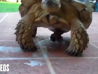 On A Target They Reckon Their Mission As Accomplished