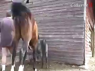 Horse Fuck Fat Woman